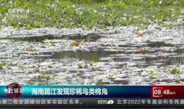 海南昌江爆料最新消息今天,最新爆料揭示惊人真相